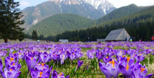 Crocuses in the Tatras, or what you should know when planning a trip.
